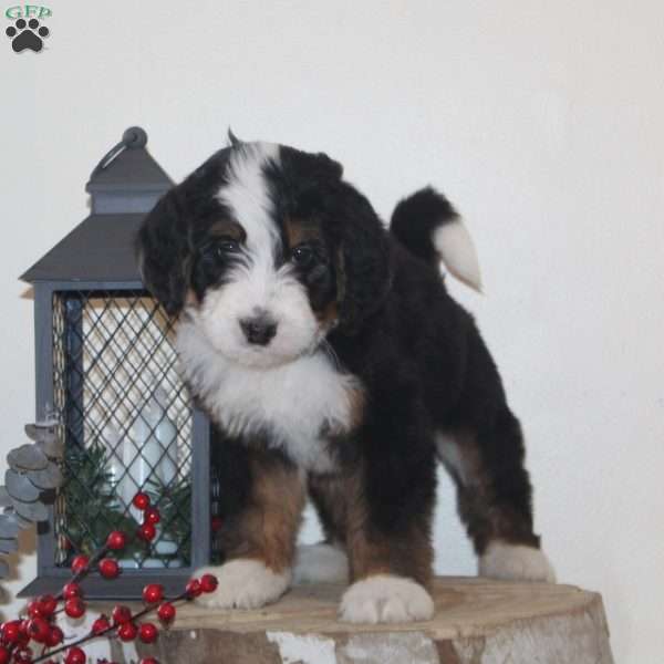 Skater, Bernedoodle Puppy